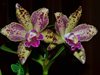 Blc. Waianae Leopard 'Ching Hua' 